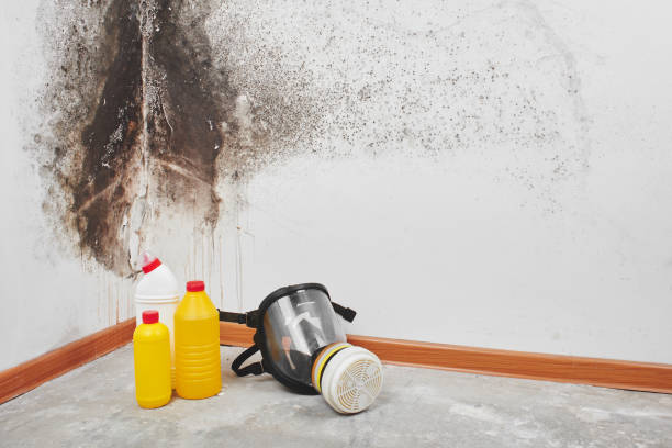 Best Local Mold Removal Service  in Saunders Lake, OR