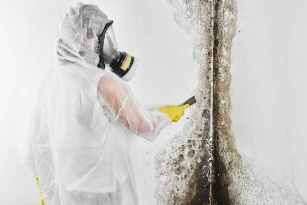 Best Crawl Space Mold Removal  in Saunders Lake, OR