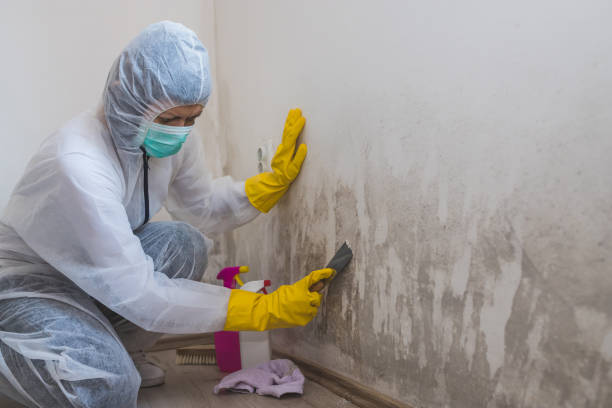 Best Commercial Mold Removal  in Saunders Lake, OR