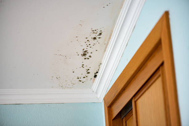 Best Attic Mold Removal  in Saunders Lake, OR