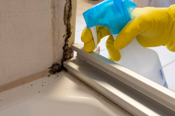Best Affordable Mold Removal  in Saunders Lake, OR