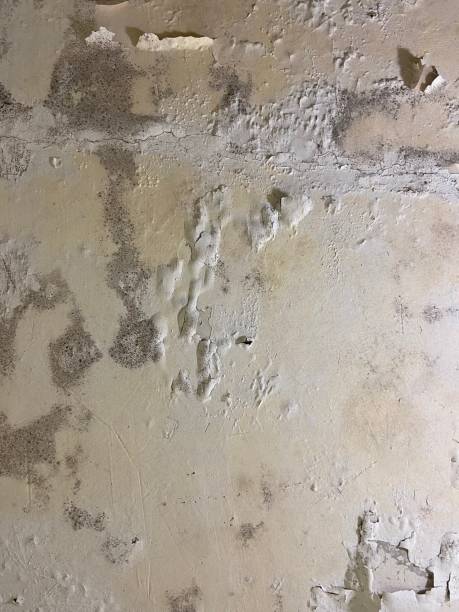 Best Mold Testing  in Saunders Lake, OR