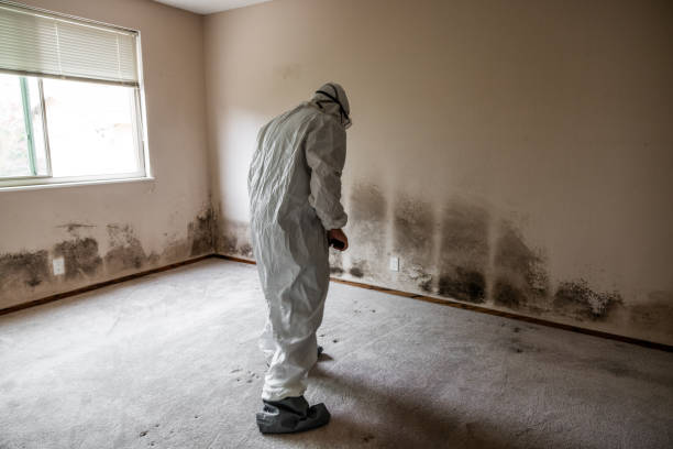 Best Mold Removal Company Near Me  in Saunders Lake, OR