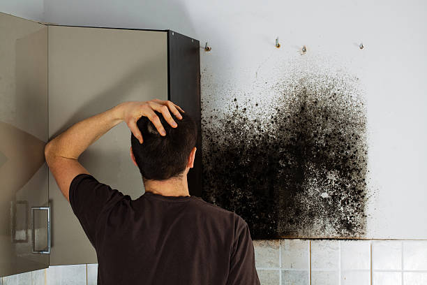 Best Home Mold Removal  in Saunders Lake, OR