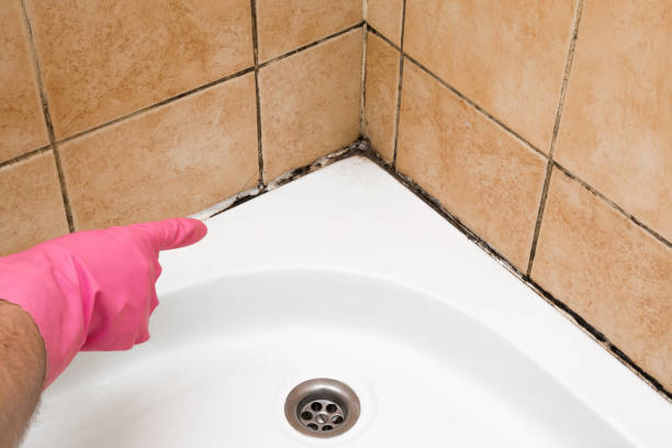 Best Mold Removal Company Near Me  in Saunders Lake, OR