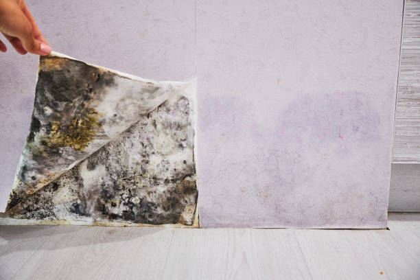 Best Professional Mold Removal  in Saunders Lake, OR